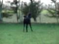 videos de Shah Cidon beautiful black Arabian colt MOV02294.MPG