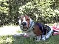 Basset Hound BLAIR with snood ! Picnic day