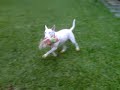 Click here to watch this video Bull terrier NANO with the doll