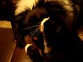 cat dog cuddle collie friends sweden lick puppies kitten