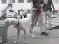 Cruelty in Canada: Puppy Mill Bust