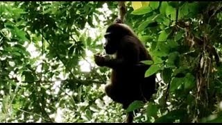 Gestion durable des forêts dans le Bassin du Congo (AFD) 