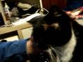 videos de the tragedy of cat