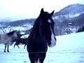 Horse Falls in the Snow