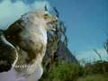Haast's eagle-New Zealand giant eagle