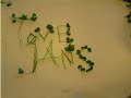Tove Jansson with clovers