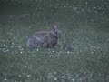 Wild baby rabbits with mother Wild baby rabbits with mother