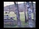 Garranos na Serra d'Arga - Viana do Castelo
