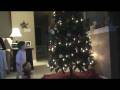 videos de AVERY AWAKES TO TREE