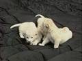White-lion-cubs-show