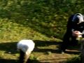 Ecoterra2001-Cetatea Brasovului-21.11.2009 (2).AVI