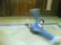 Saudi-Funky-Dance