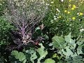 Biointensive Gardening - the bed in summer