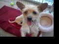 Mika & Shelley--Two Adorable Puppies!