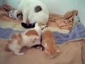 cute adorable kittens!!!! with cat!!!