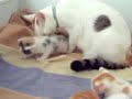 cute adorable kittens!!!! with cat!!!