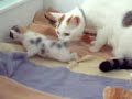 cute adorable kittens!!!! with cat!!!