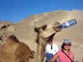 Flaschen Kamel
