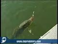 Secret Lunker Bass I