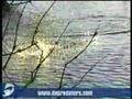 Secret Lunker Bass I