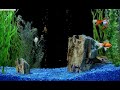 screen saver of swimming fish screen saver of swimming fish