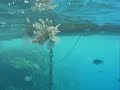 Red Sea 1