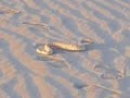 Sidewinder