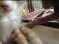 gatinhas novas