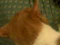 videos de Messy Marvin is still pissed off about going to the vet