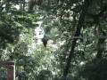 Canopy Tour Monteverde Costa Rica