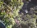 Canopy Tour Monteverde Costa Rica