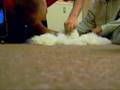 Rabbit-Shearing : Angora Rabbit Gets Haircut