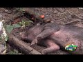 Wild Hog Action from CVA