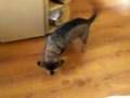 excited barking dog...