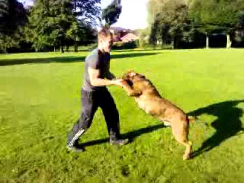 bandog