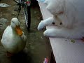 あひる＆サモエド　きゅうりをたべるん。