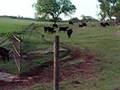 Cows mooing