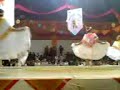 Estilo Veracruzano Categoria Adultos