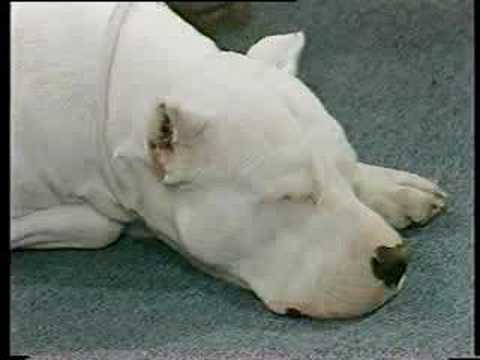 dogo