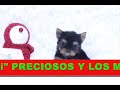 LOS YORKSHIRE MAS TOY DE MADRID