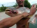 videos de big fish