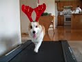 Bear the Corgi Reindeer Workout Video