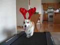 Bear the Corgi Reindeer Workout Video