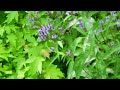 CLIP0004