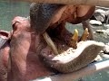 Hipopotamo 1 beautiful mouth