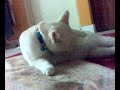 Comel a cat
