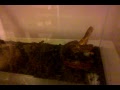 Feeding the snake pt 1