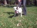 videos de Kattam Pit Bull Criadero Bogotá