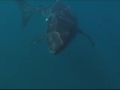 10: White Sharks of South Africa