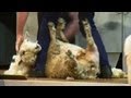 Should sheep shearing be an Olympic sport?